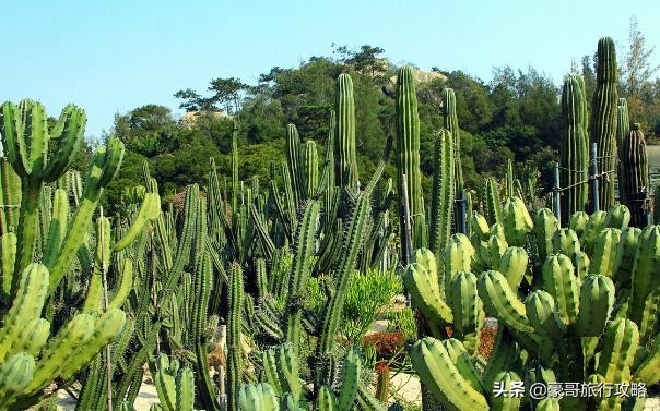 厦门近海和海岛,厦门海岛哪个好玩
