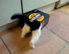 猫能被东西卡住动不了吗,猫好像被什么东西卡住一样