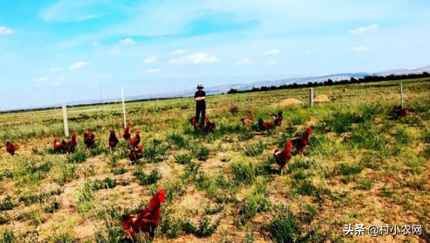 回农村搞养土鸡土鸡蛋发展怎么样,农村鸡散养挣钱么