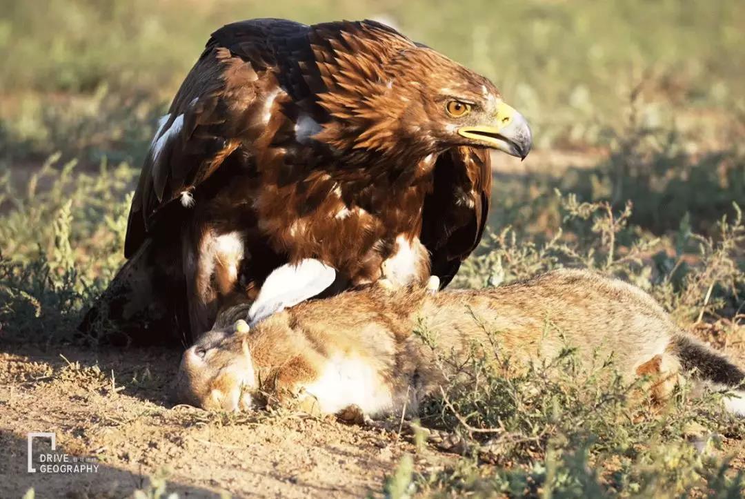开中国车穿越欧洲,自驾游中亚中国车如何进入