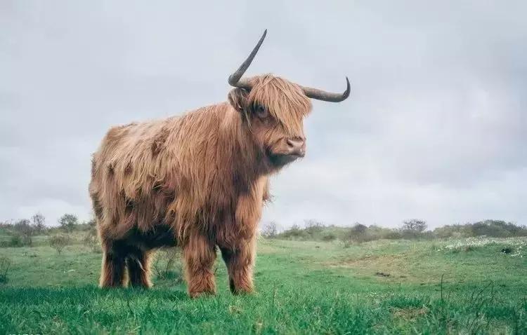 来自喜马拉雅的围巾,来自喜马拉雅的奢侈品