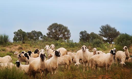 宁夏盐池滩羊怎么做好吃,盐池滩羊和山羊哪个好吃
