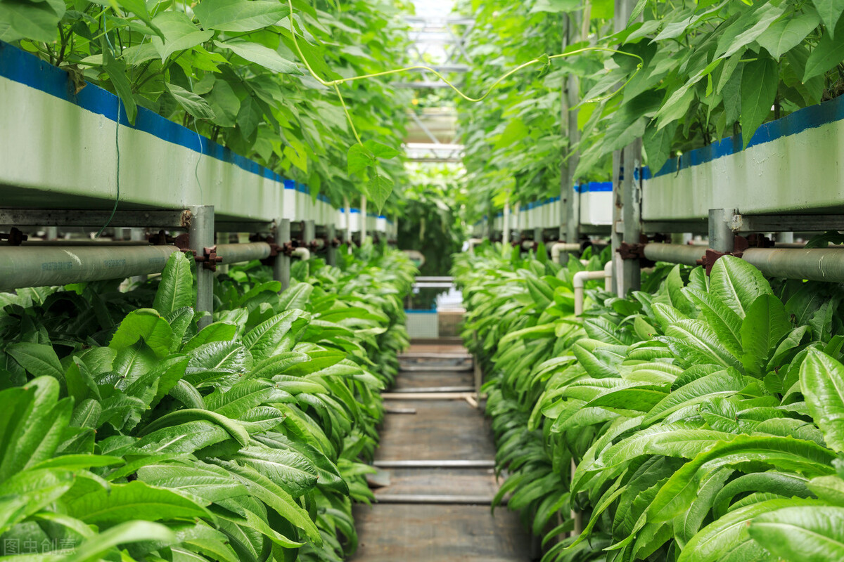 乡村振兴在农村有什么创业项目,2023年乡村振兴创业项目有哪些