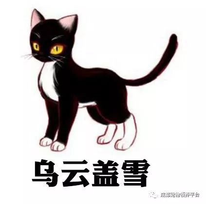 谁说土猫无名猫?快来围观古代猫谱,你家有没有镇宅神兽!