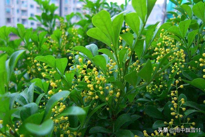 米兰盆栽几月份移栽好看,盆栽米兰开花4要素