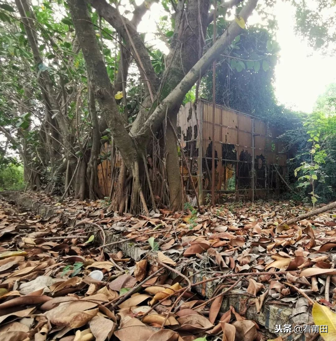 莆田快乐农庄以前的样子,莆田快乐农庄建什么