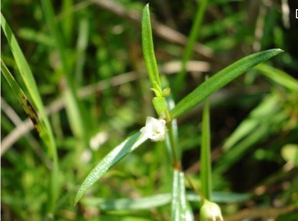 整合——28种青草药,赶快收藏备用!