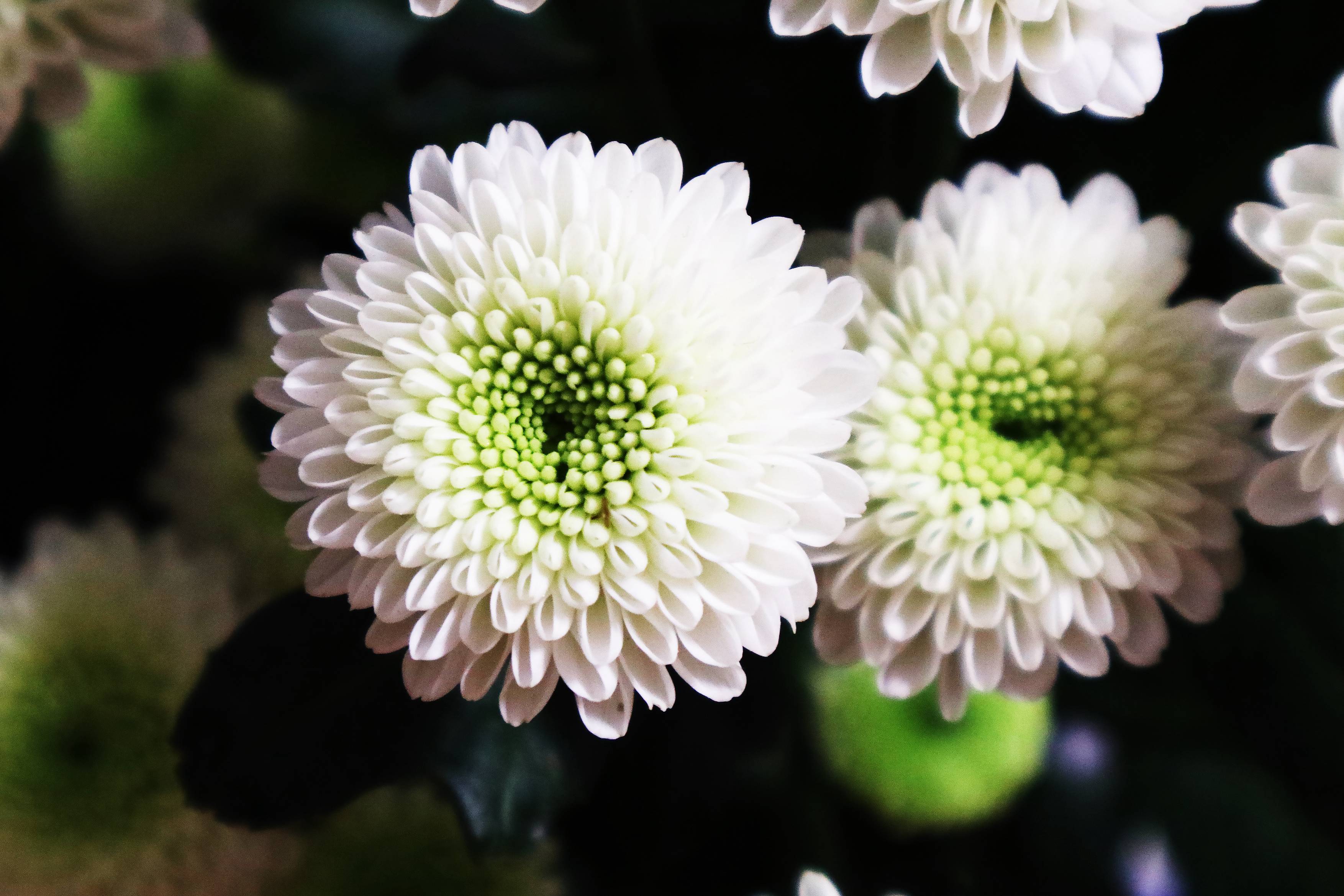 哪些花不吉利不适合养在家里,看到这10种花就买好养漂亮不怕冷