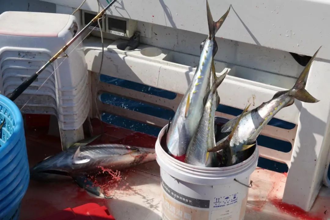 野奢不被鄙视？问问那些爱钓鱼的老孩子们，他们有活蹦乱跳的经验