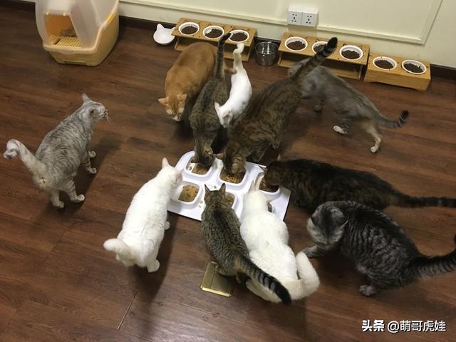 铲屎官被一群喵星人包围了,铲屎官给猫咪布置房间超萌
