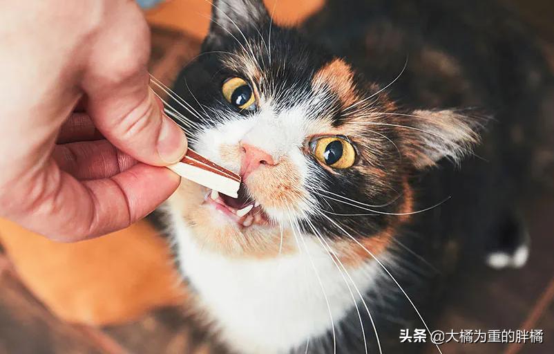 猫咪吐毛球什么方法最好,猫咪吐毛球最有效的方法