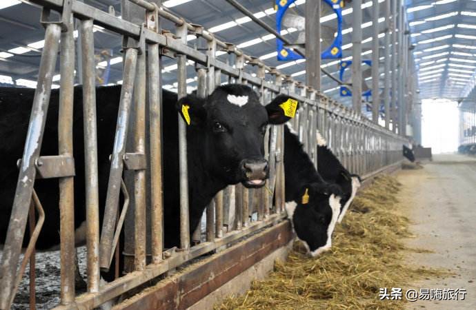天津周边踏春好地方,天津一日游踏春路线