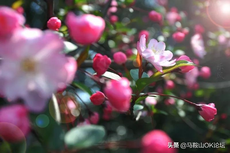 马鞍山滨江公园樱花开了吗,马鞍山雨山樱花