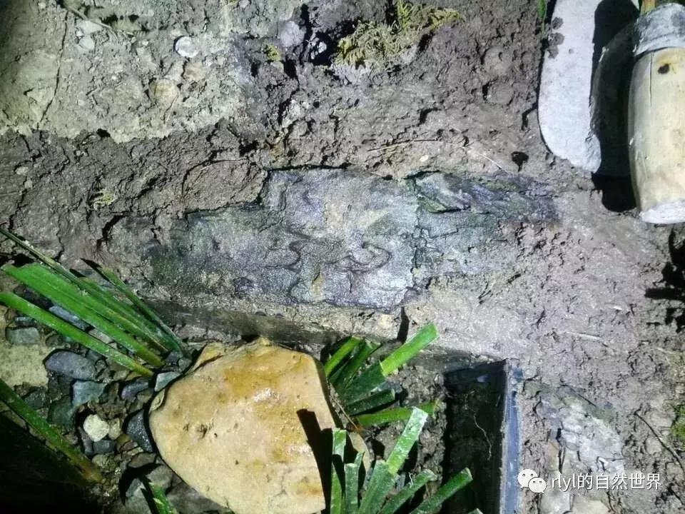 黄缘龟多大可以进环境造景,黄缘龟造景用陶粒还是火山石