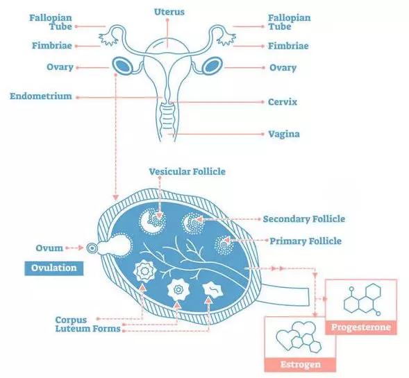 别一起痘痘，就说自己是内分泌失调