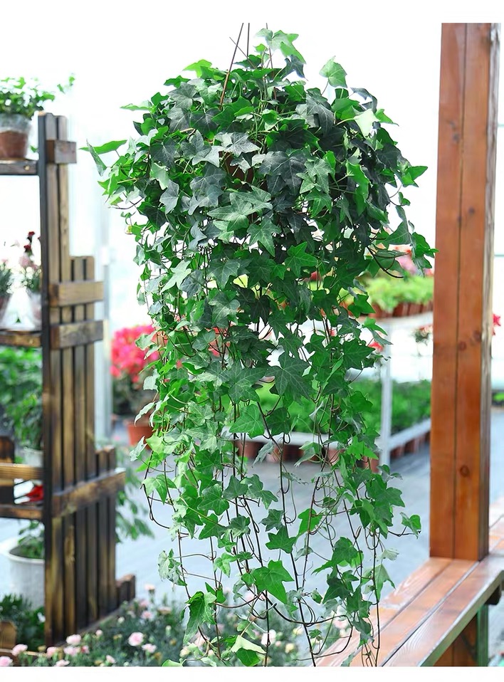 房间里有甲醛用什么植物好,甲醛克星第一名植物