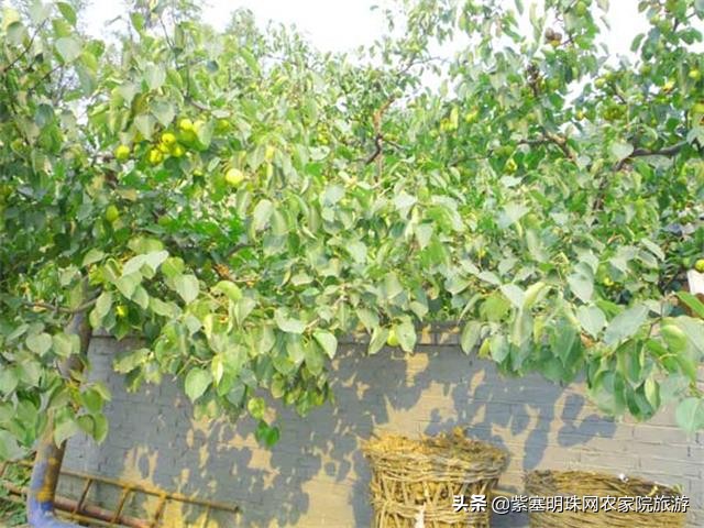 天津蓟县梨木台景区住宿,天津蓟州区梨木台农家院