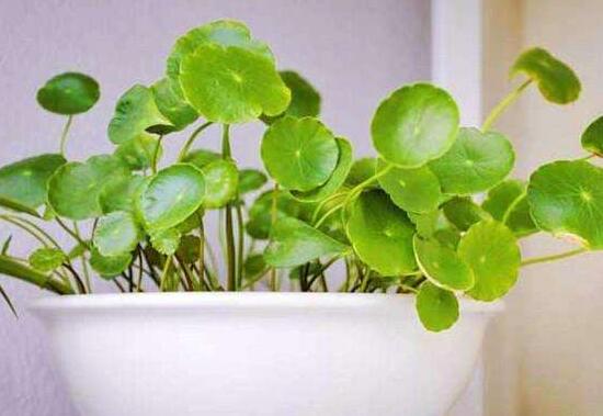 铜钱草烂根的原因,铜钱草烂根的原因及解决方法