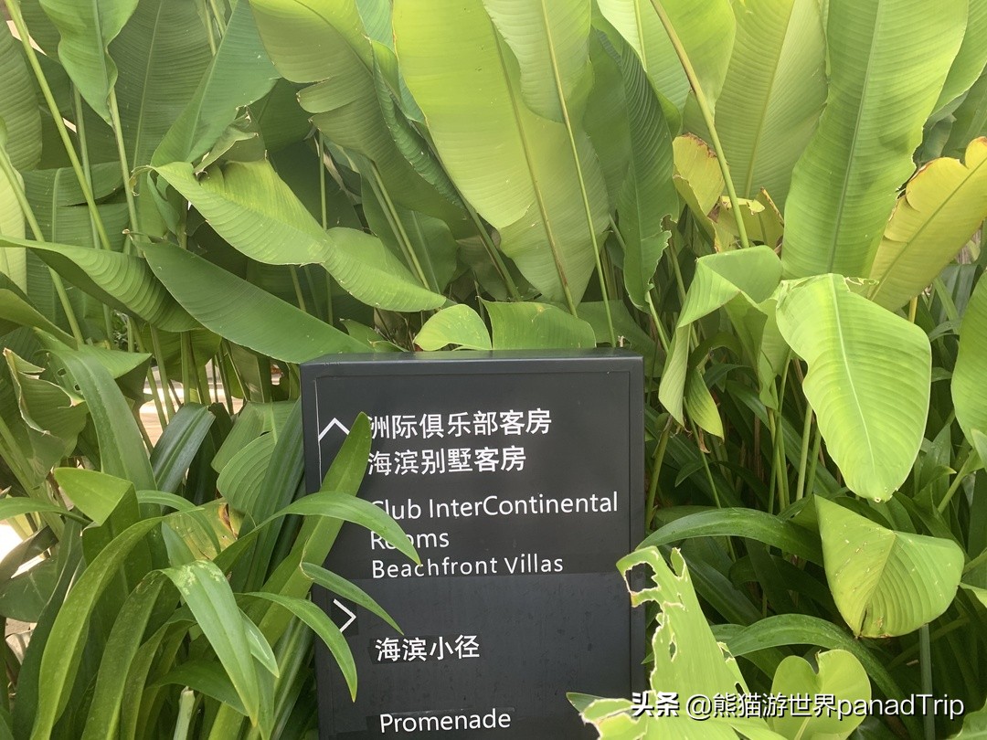 三亚半山半岛有几家五星级酒店,三亚半山半岛洲际酒店推荐