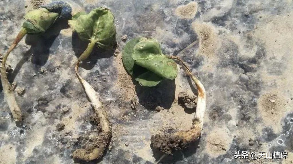 二甲戊灵的优点,二甲戊灵宣传