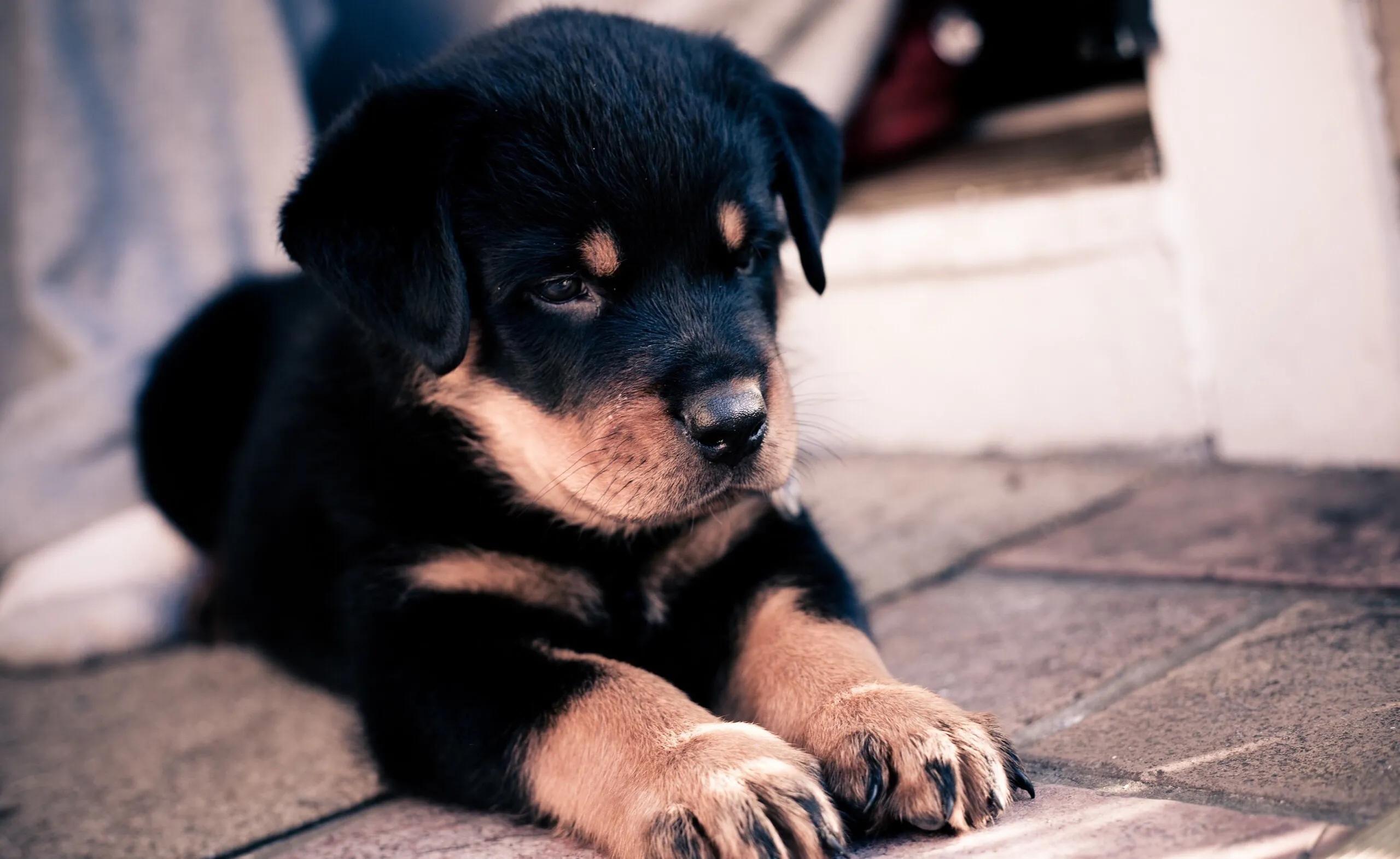 罗威纳正确的打开方式,罗威纳的尴尬期是什么意思