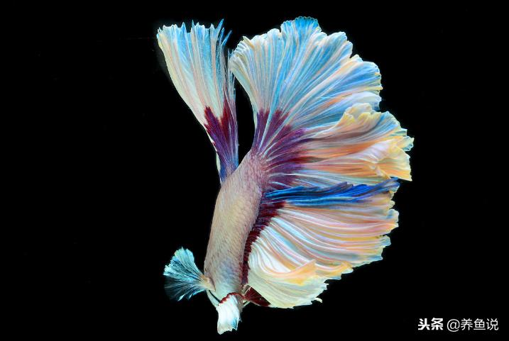 泰国斗鱼可以和孔雀鱼同鱼缸吗 (泰国斗鱼和孔雀鱼区别)