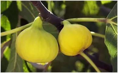 4个小生意能赚大钱想致富别错过,100个水果创业项目介绍