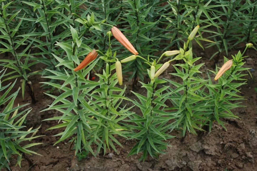 硬核整理!高清中药教材原植物彩*图色**谱(四期)