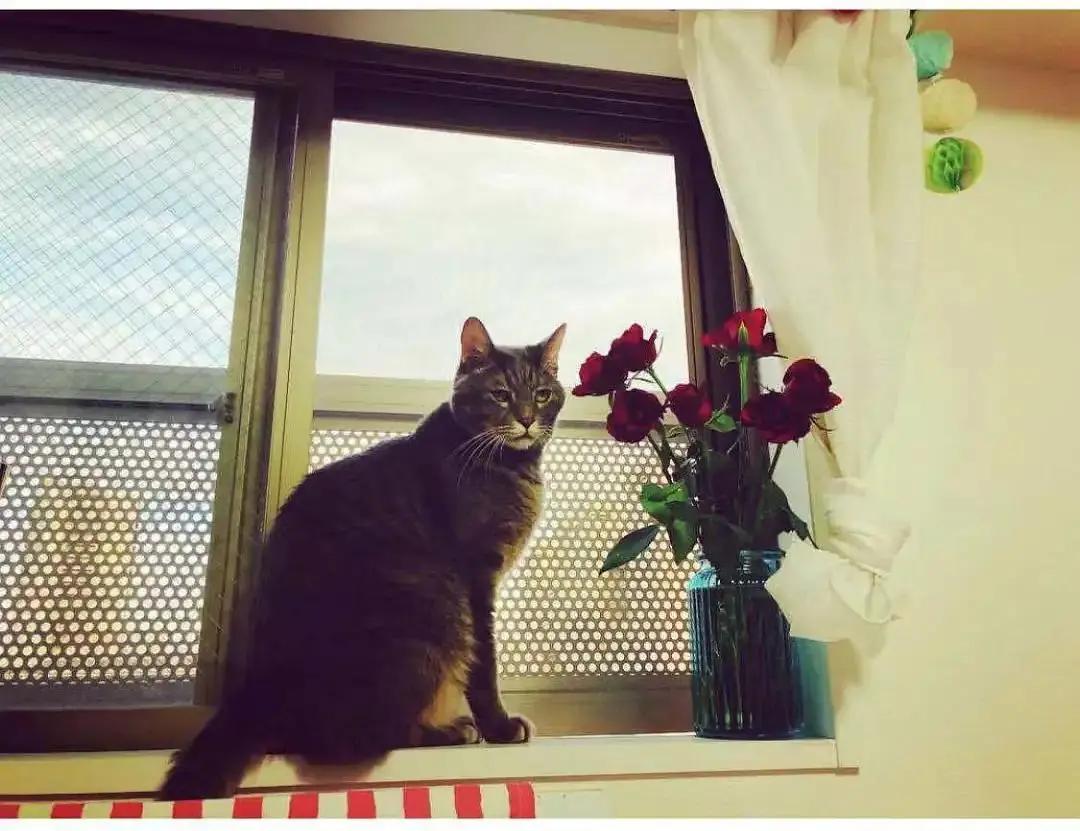 猫咪糖尿病如何诊断,猫咪糖尿病如何确诊