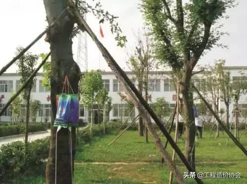 苗木价格及投资价值,苗木预算价格组成