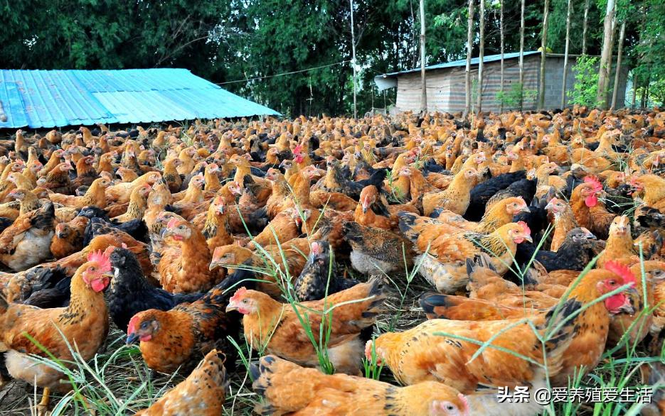 鸡肿脸病怎么治疗,鸡肿头肿脸嘴里有粘痰怎么治