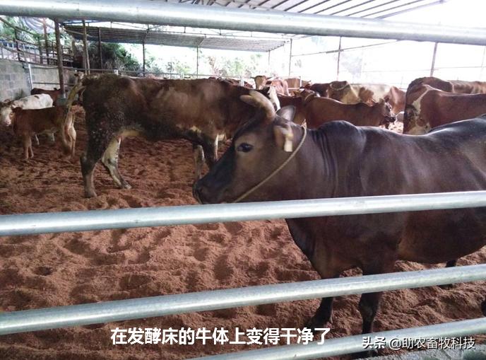 养牛场发酵垫料养殖技术,养牛发酵床用什么垫料最好