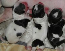 吉娃娃属于小型犬,但它的饲养方式跟其他小型犬一样吗?