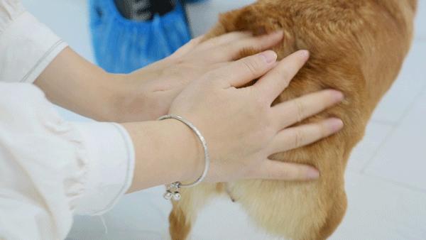 吸屁屁,短腿大耳肉嘟嘟,这家店进去就出不来了…