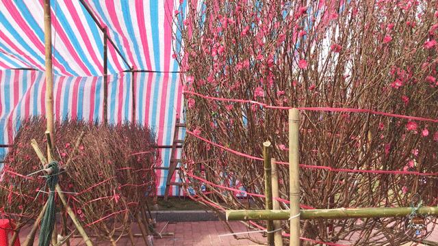 肇庆各区花市,2020肇庆市花市图片