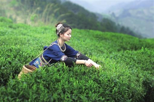 张家界湘西黄金茶,湘西黄金茶泉城飘香