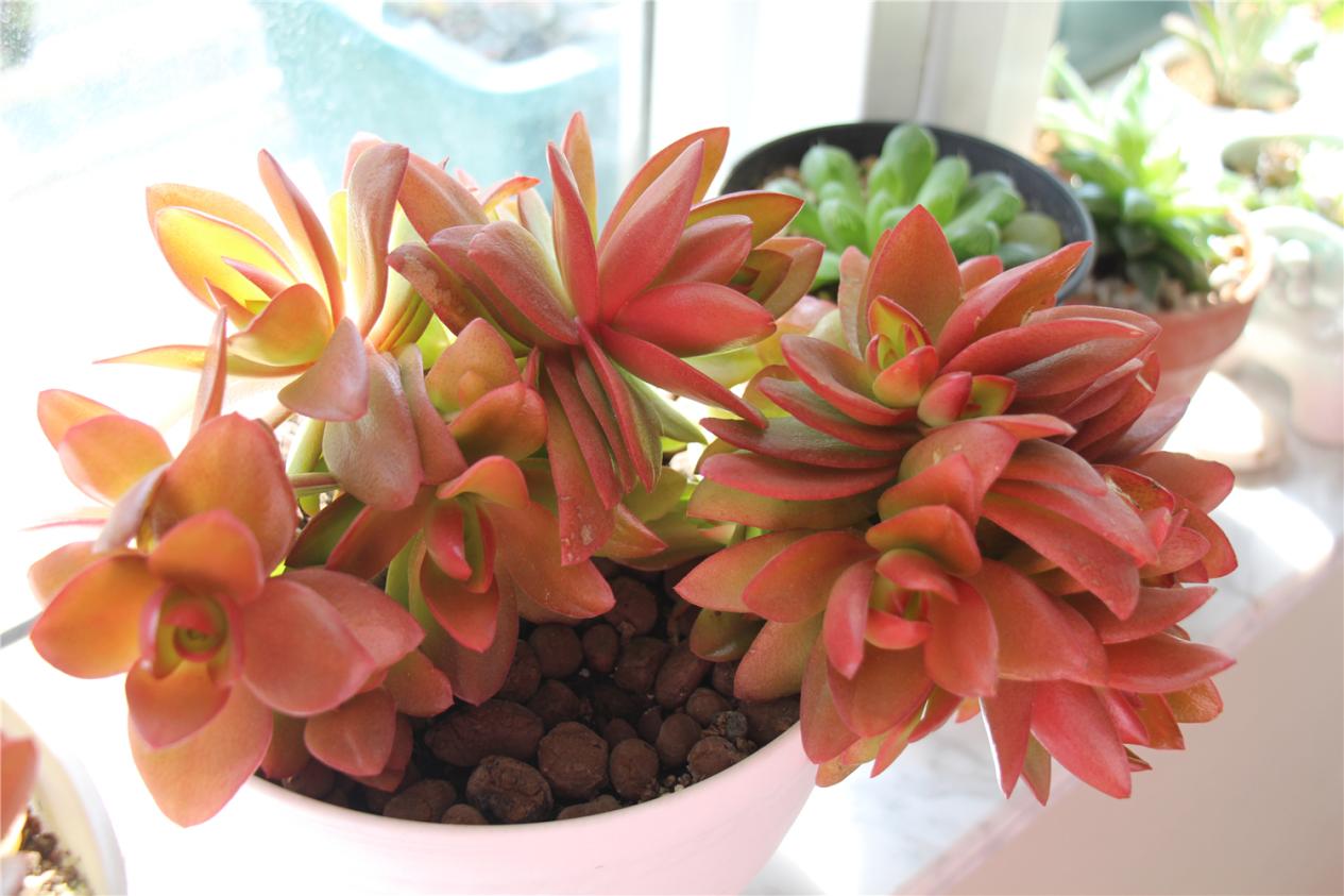 多肉红宝石冬天养殖方法和技巧,多肉红宝石夏天怎么养