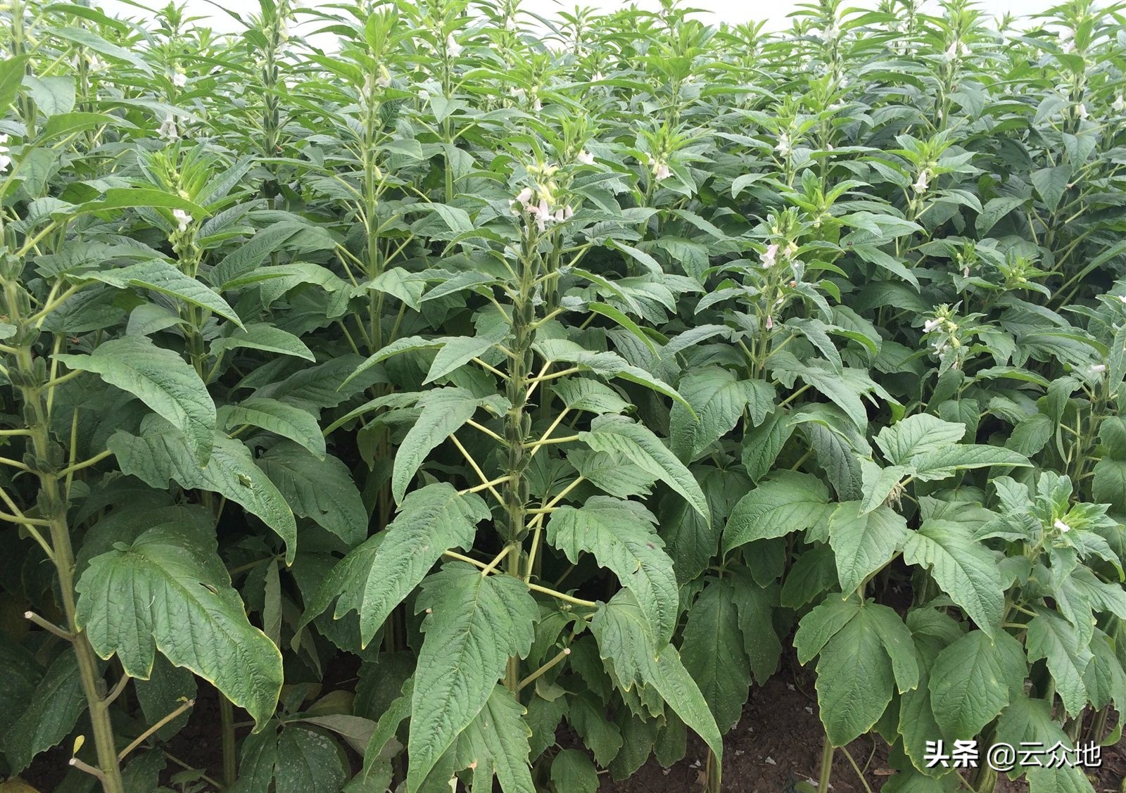 芝麻开花节节高生长过程,芝麻长得不开花不结果怎么办