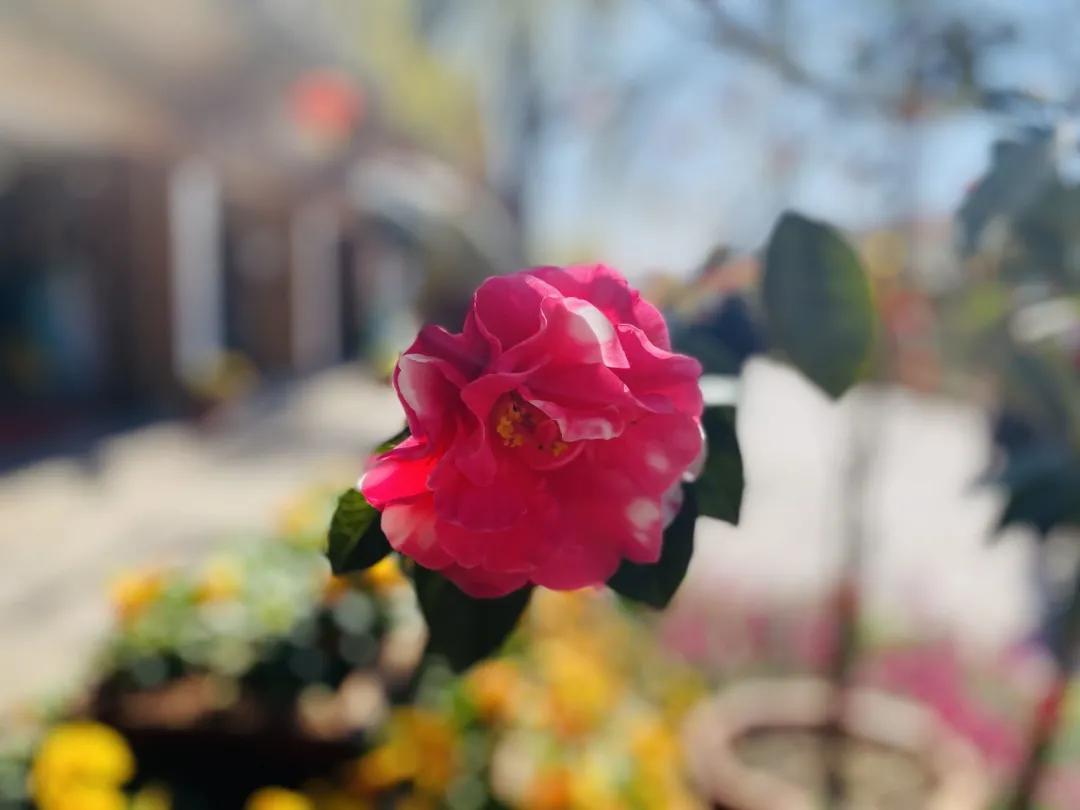 瞧!这花花世界谁不爱