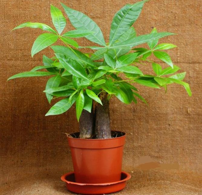 家里养什么花对身体有危害,从风水角度说哪些花不可以家里养