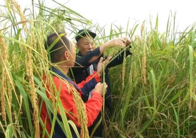 2米多高的巨型稻价格多少,巨型稻2000斤一亩是真的吗