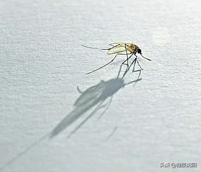 蚊虫叮咬新冠,新冠肺炎会通过蚊虫叮咬传染吗