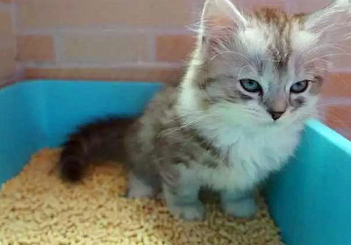 猫咪饮水是什么原因,猫咪饮水过多