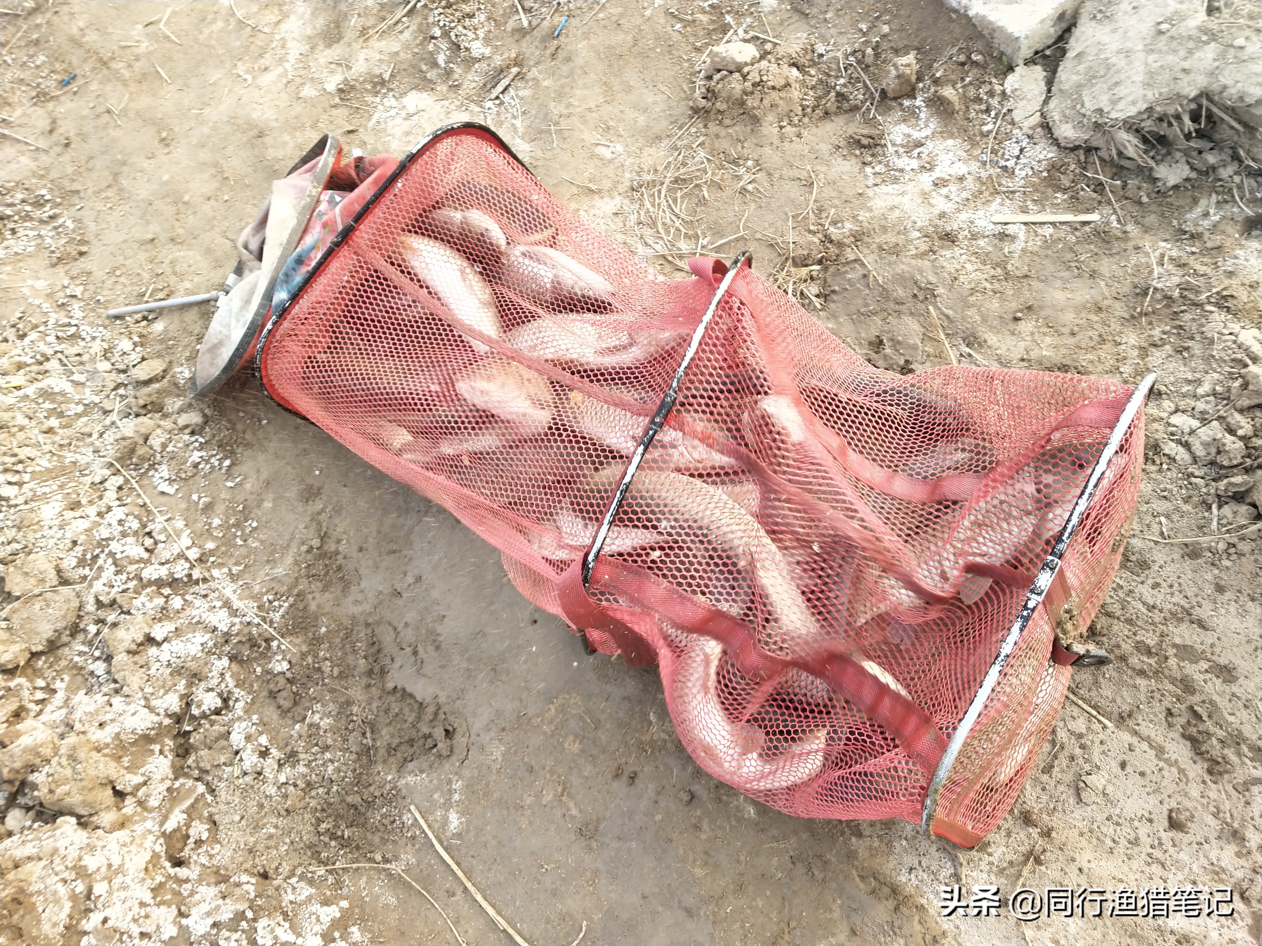 草鱼怎么钓才能钓得又大又好,钓草鱼的几种钓法多年实用总结