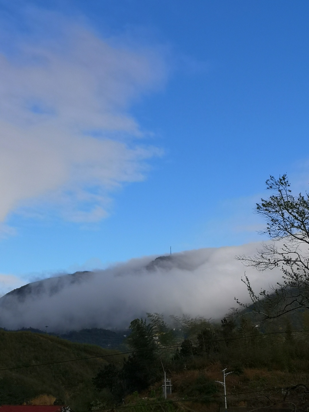 竹林深处探宝——只为了那一棵黄精