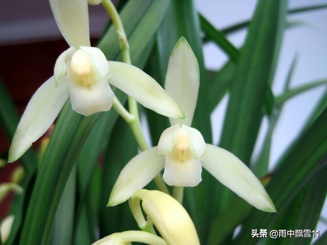 兰花叶尖发黑发黄是怎么回事,怎么判断兰花浇水缺水了