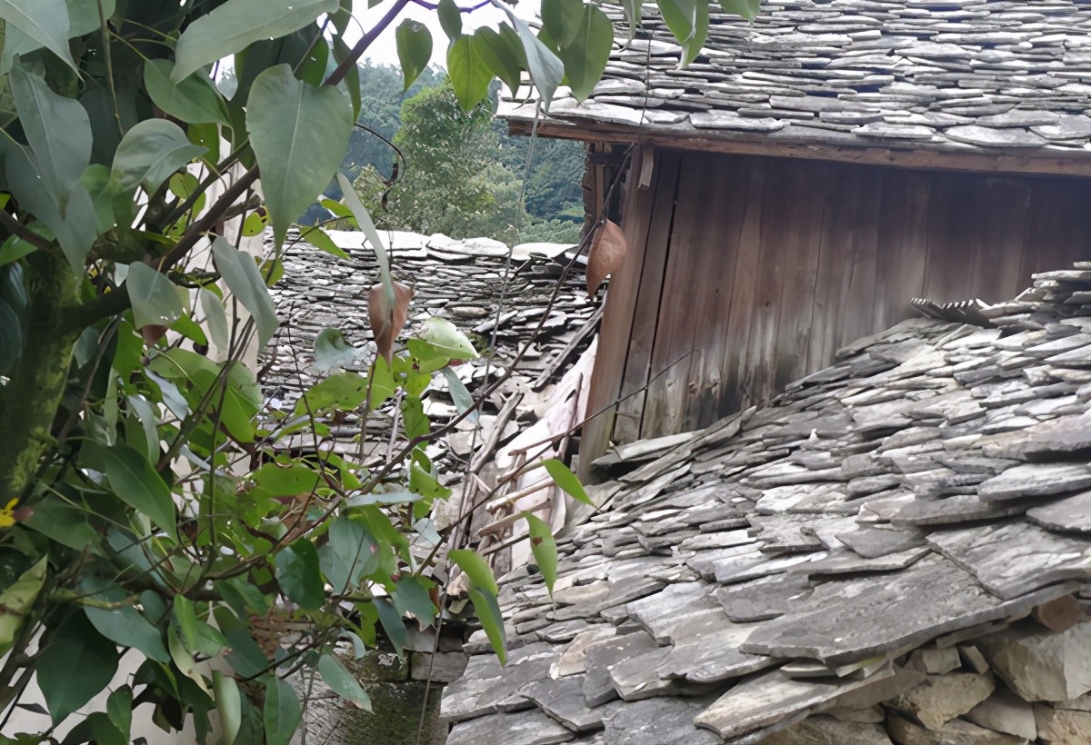 「旅途随笔」贵州安顺,蜂糖山下“银伞”苗