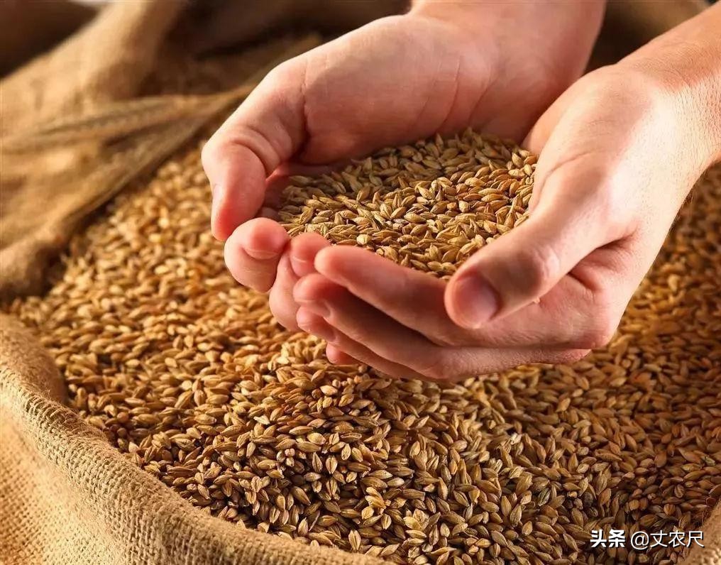 猪吃饱了，人饿咋办？“大米喂猪”引热议，联合国：超20国缺粮