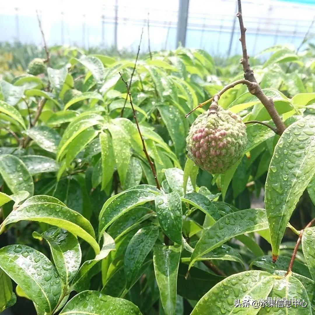 日本农业发达到什么程度?荔枝、香蕉、菠萝竟然用温室来种