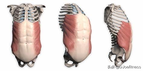 轻轻松松练成肌肉马甲线,每日健身马甲线训练